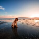 Perros en las playas de Andalucía
