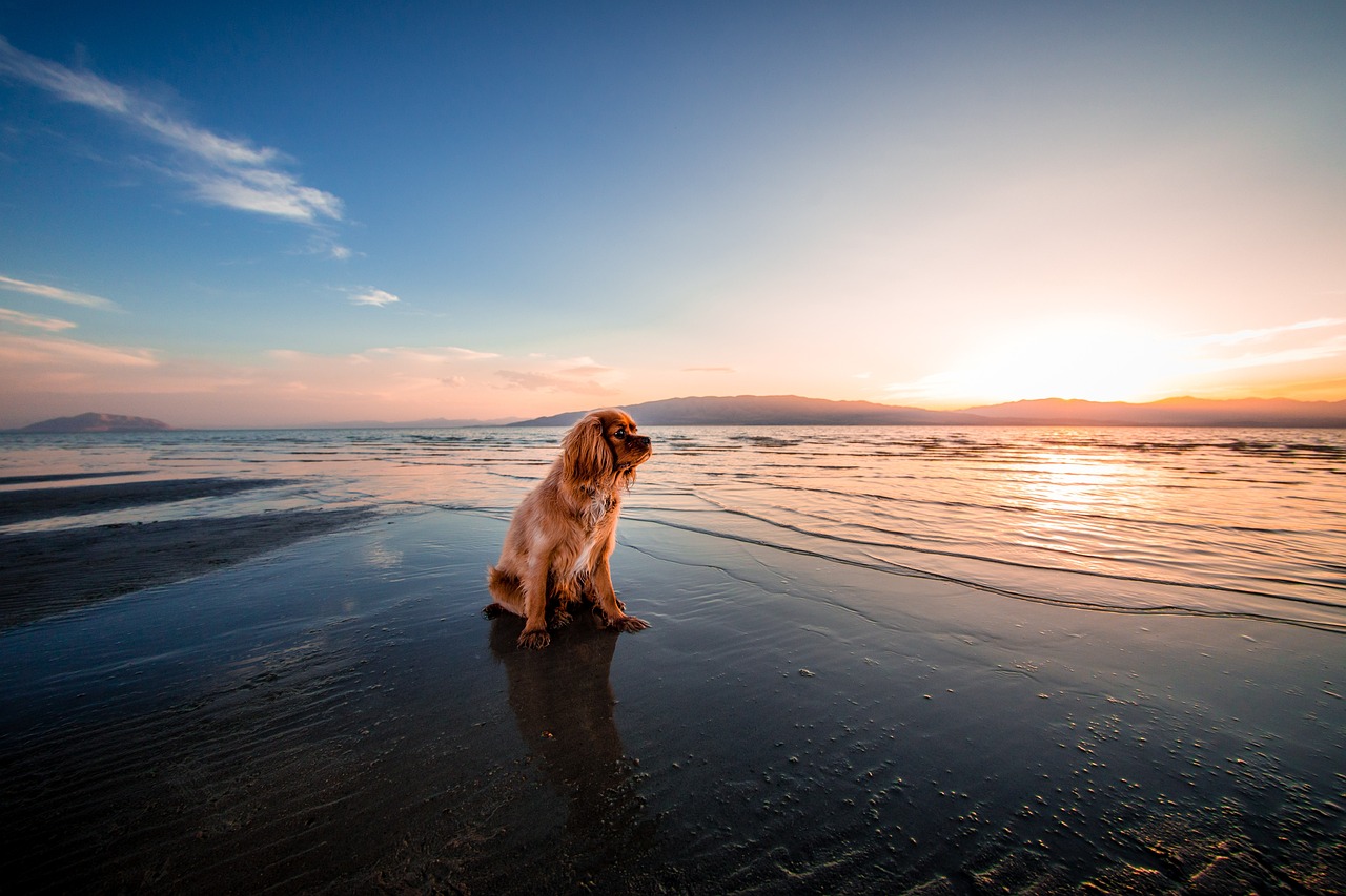 Perros en las playas de Andalucía